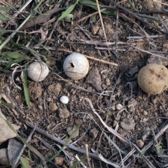 Bovista (A puffball) at Chifley, ACT - 21 Apr 2019 by Heino1