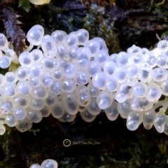 Alwisia lloydiae at Box Cutting Rainforest Walk - 29 Apr 2019 by Teresa
