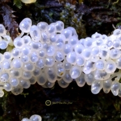 Alwisia lloydiae at Box Cutting Rainforest Walk - 28 Apr 2019 by Teresa