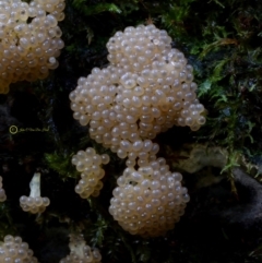 Alwisia lloydiae at Box Cutting Rainforest Walk - 29 Apr 2019