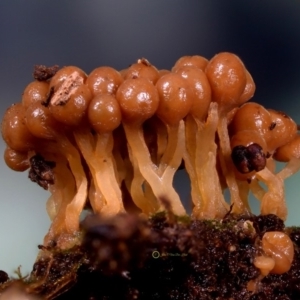 Alwisia lloydiae at Box Cutting Rainforest Walk - 29 Apr 2019