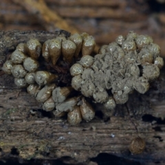Alwisia lloydiae at Box Cutting Rainforest Walk - 29 Apr 2019