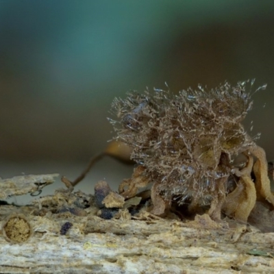 Alwisia lloydiae at Box Cutting Rainforest Walk - 29 Apr 2019 by Teresa
