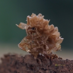 Alwisia lloydiae at Box Cutting Rainforest Walk - suppressed