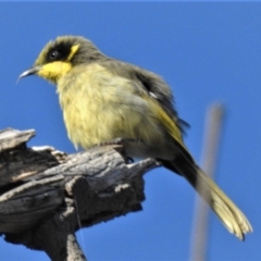 Lichenostomus melanops (Yellow-tufted Honeyeater) at Coree, ACT - 29 Apr 2019 by JohnBundock