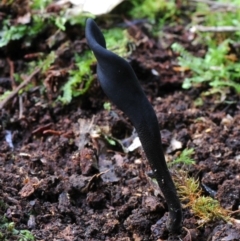 Geoglossum (Earth tongue) at Box Cutting Rainforest Walk - 26 Apr 2019 by Teresa