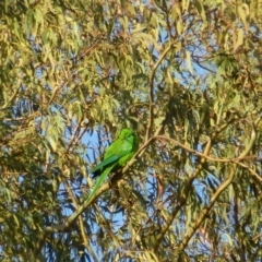 Polytelis swainsonii at Wanniassa, ACT - 29 Apr 2019