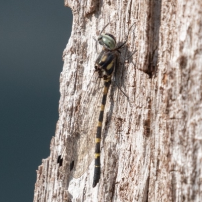 Cordulephya pygmaea (Common Shutwing) at Nurenmerenmong, NSW - 25 Apr 2019 by rawshorty