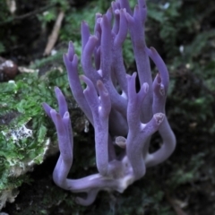 Clavaria zollingeri (Clavaria zollingeri) at Box Cutting Rainforest Walk - 28 Apr 2019 by Teresa