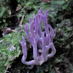 Clavaria zollingeri at suppressed - 29 Apr 2019 12:00 AM