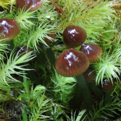 Hygrocybe sp. (Hygrocybe) at Box Cutting Rainforest Walk - 26 Apr 2019 by Teresa