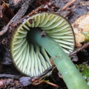 Hygrocybe sp. at Box Cutting Rainforest Walk - 26 Apr 2019