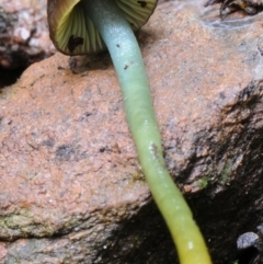 Hygrocybe sp. at Box Cutting Rainforest Walk - 26 Apr 2019