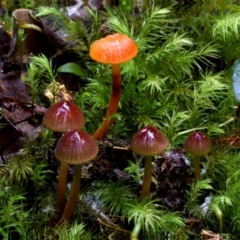 Hygrocybe sp. at Box Cutting Rainforest Walk - 26 Apr 2019