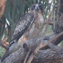 Hieraaetus morphnoides (Little Eagle) by roymcd