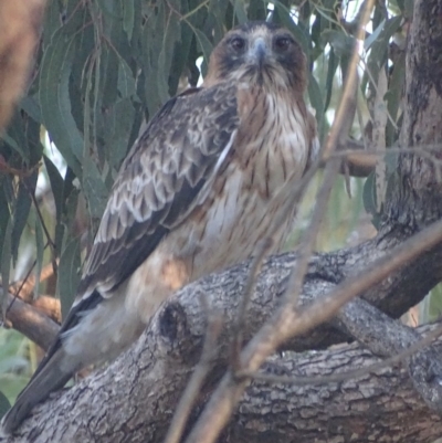 Hieraaetus morphnoides (Little Eagle) at Garran, ACT - 24 Apr 2019 by roymcd