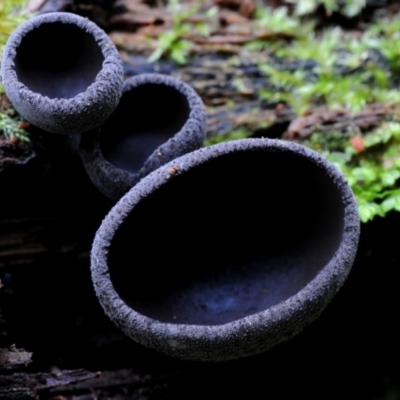 Plectania campylospora (Brown Forest Cup) at Box Cutting Rainforest Walk - 27 Apr 2019 by Teresa