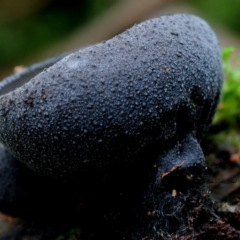 Plectania campylospora at Box Cutting Rainforest Walk - 28 Apr 2019