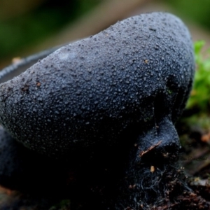 Plectania campylospora at Box Cutting Rainforest Walk - 28 Apr 2019 12:00 AM