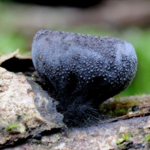 Plectania campylospora at Box Cutting Rainforest Walk - 28 Apr 2019