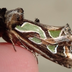 Cosmodes elegans (Green Blotched Moth) at Acton, ACT - 29 Apr 2019 by Laserchemisty