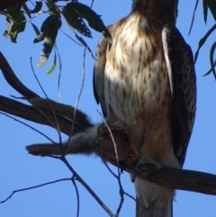 Hieraaetus morphnoides (Little Eagle) at Red Hill, ACT - 28 Apr 2019 by roymcd