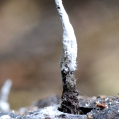 Xylaria sp. at Bodalla State Forest - 27 Apr 2019 by Teresa