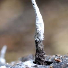 Xylaria sp. at Box Cutting Rainforest Walk - 28 Apr 2019 by Teresa