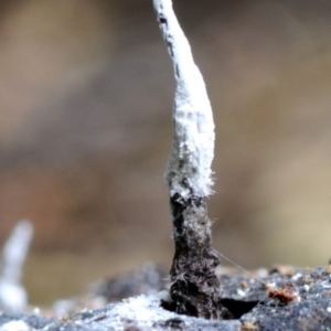 Xylaria sp. at Box Cutting Rainforest Walk - 28 Apr 2019