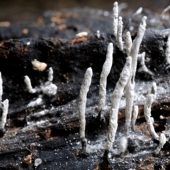 Xylaria sp. at Box Cutting Rainforest Walk - 28 Apr 2019