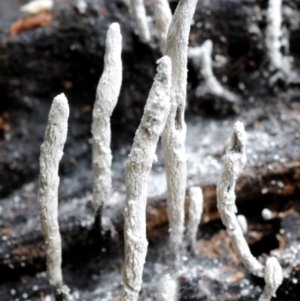 Xylaria sp. at Box Cutting Rainforest Walk - 28 Apr 2019 12:00 AM