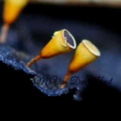 Craterium minutum at Box Cutting Rainforest Walk - 20 Apr 2019 by Teresa
