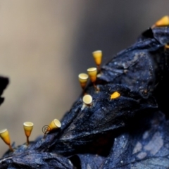 Craterium minutum at Box Cutting Rainforest Walk - 20 Apr 2019