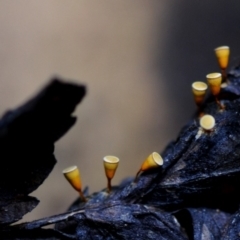 Craterium minutum at Box Cutting Rainforest Walk - suppressed