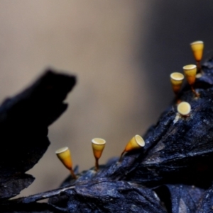 Craterium minutum at Box Cutting Rainforest Walk - suppressed