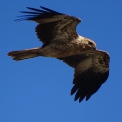 Haliastur sphenurus (Whistling Kite) at Fyshwick, ACT - 26 Apr 2019 by roymcd