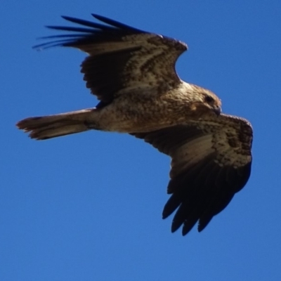 Haliastur sphenurus (Whistling Kite) at Jerrabomberra Wetlands - 26 Apr 2019 by roymcd