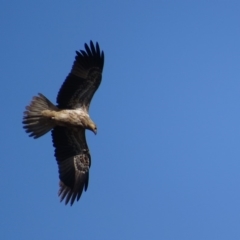 Haliastur sphenurus at Fyshwick, ACT - 26 Apr 2019