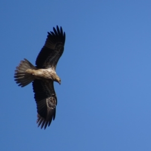 Haliastur sphenurus at Fyshwick, ACT - 26 Apr 2019