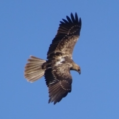 Haliastur sphenurus at Fyshwick, ACT - 26 Apr 2019