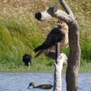 Haliastur sphenurus at Fyshwick, ACT - 26 Apr 2019