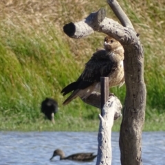 Haliastur sphenurus at Fyshwick, ACT - 26 Apr 2019