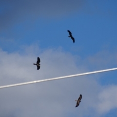 Haliastur sphenurus at Fyshwick, ACT - 26 Apr 2019 04:12 PM