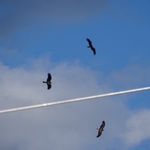 Haliastur sphenurus at Fyshwick, ACT - 26 Apr 2019 04:12 PM