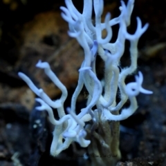 Ramariopsis pulchella at Kianga, NSW - 26 Apr 2019