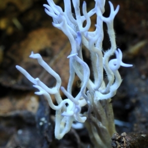 Ramariopsis pulchella at Kianga, NSW - 26 Apr 2019