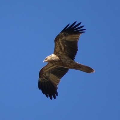 Haliastur sphenurus (Whistling Kite) at Fyshwick, ACT - 29 Apr 2019 by roymcd