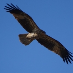 Haliastur sphenurus at Fyshwick Sewerage Treatment Plant - 29 Apr 2019 03:33 PM