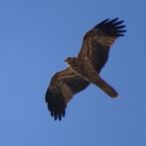 Haliastur sphenurus at Fyshwick Sewerage Treatment Plant - 29 Apr 2019 03:33 PM