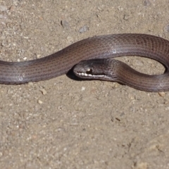 Drysdalia coronoides (White-lipped Snake) at Rendezvous Creek, ACT - 29 Apr 2019 by roymcd